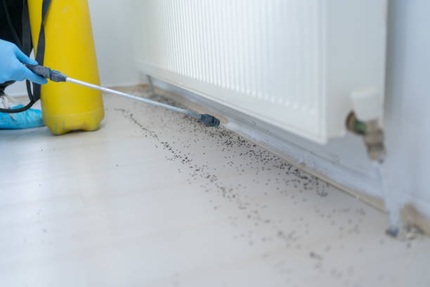 Wasp Removal Services in Tacoma, WA
